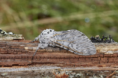 Puss Moth (Cerura vinula)
