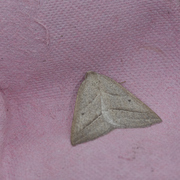 Brown Silver-line (Petrophora chlorosata)