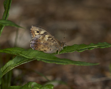 Speckled Wood (Pararge aegeria)