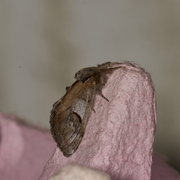 Pebble Prominent (Notodonta ziczac)
