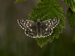 Grizzled Skipper (Pyrgus malvae)
