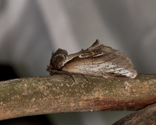 Bjørketannspinner (Pheosia gnoma)