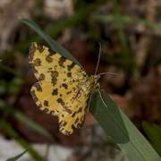Speckled Yellow (Pseudopanthera macularia)