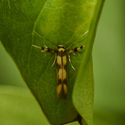 Stathmopoda pedella