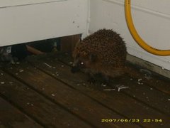 Hedgehog (Erinaceus europaeus)