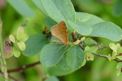 Brun buemåler (Macaria brunneata)