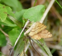 Rannoch Looper (Macaria brunneata)