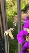 Hummingbird Hawk-moth (Macroglossum stellatarum)