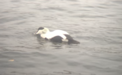 Common Eider (Somateria mollissima)