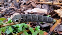 Stor snabelsvermer (Deilephila elpenor)