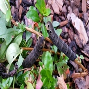 Elephant Hawk-moth (Deilephila elpenor)
