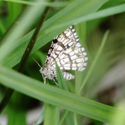 Rutemåler (Semiothisa clathrata)