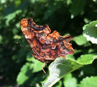 Hvit c (Polygonia c-album)