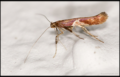 Caloptilia stigmatella