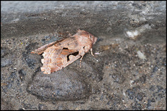 Hebrew Character (Orthosia gothica)