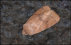 Tverrlinjet seljefly (Orthosia cerasi)