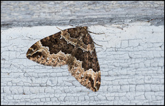 Water Carpet (Lampropteryx suffumata)