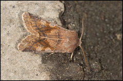 Hebrew Character (Orthosia gothica)
