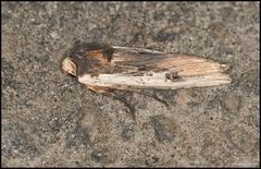 Red Sword-grass (Xylena vetusta)