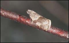 Grå bladvikler (Syndemis musculana)