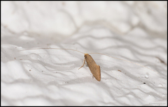 Large Long-horn (Nematopogon swammerdamella)