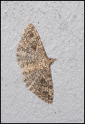 Kaprifolfingermøll (Alucita hexadactyla)