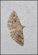 Many-plumed Moth (Alucita hexadactyla)