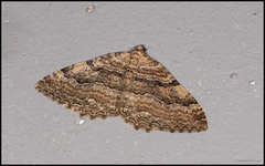 Berberisduskmåler (Rheumaptera cervinalis)