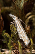 Hook-streaked Grass-Veneer (Crambus lathoniellus)