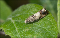 White Sallow Bell (Epinotia subocellana)
