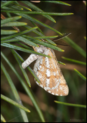 Bordered White (Bupalus piniaria)
