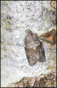 Dark-barred Tortrix (Syndemis musculana)