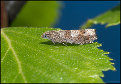 Square-barred Bell (Epinotia tetraquetrana)