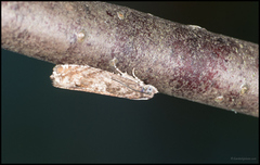 Røsslyngsigdvikler (Ancylis unguicella)