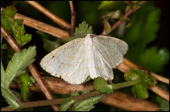 Common Wave (Cabera exanthemata)