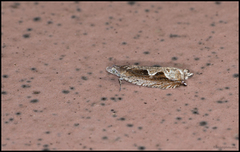 Stor seljesigdvikler (Ancylis geminana)