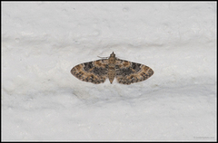 Revebjelledvergmåler (Eupithecia pulchellata)