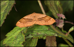 Barred Umber (Plagodis pulveraria)