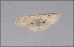 Bjørkeløvmåler (Cyclophora albipunctata)