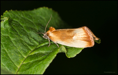Brassy Tortrix (Eulia ministrana)