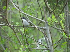 Pied Flycatcher (Ficedula hypoleuca)