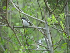 Svarthvit fluesnapper (Ficedula hypoleuca)