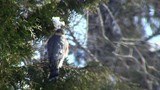 Spurvehauk (Accipiter nisus)