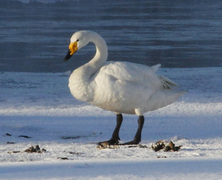 Whooper Swan (Cygnus cygnus)