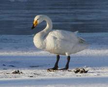 Sangsvane (Cygnus cygnus)