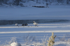 Whooper Swan (Cygnus cygnus)