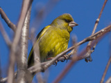 Grønnfink (Carduelis chloris)