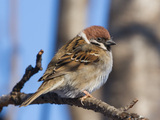 Pilfink (Passer montanus)