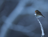 Rødstrupe (Erithacus rubecula)