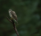 Spurvehauk (Accipiter nisus)